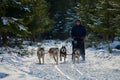 CIUMANI, ROMANIA Ã¢â¬â JANUARY 2016: Unindentified musher riding alaskan malamutes at Dog Sled competition in Ciumani, Romania Royalty Free Stock Photo